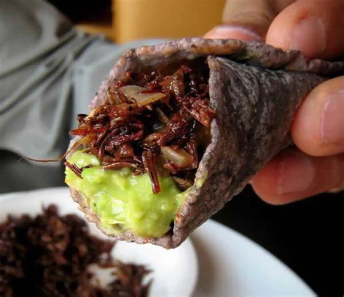 Tacos Chapulines, excentricidad gastronómica de León, Guanajuato