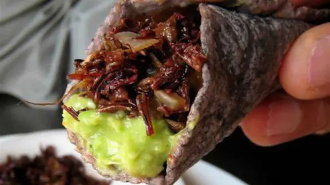 Tacos Chapulines, excentricidad gastronómica de León, Guanajuato