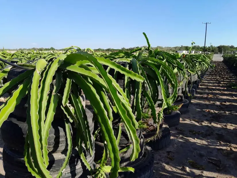 Cultivo de fruta dragón