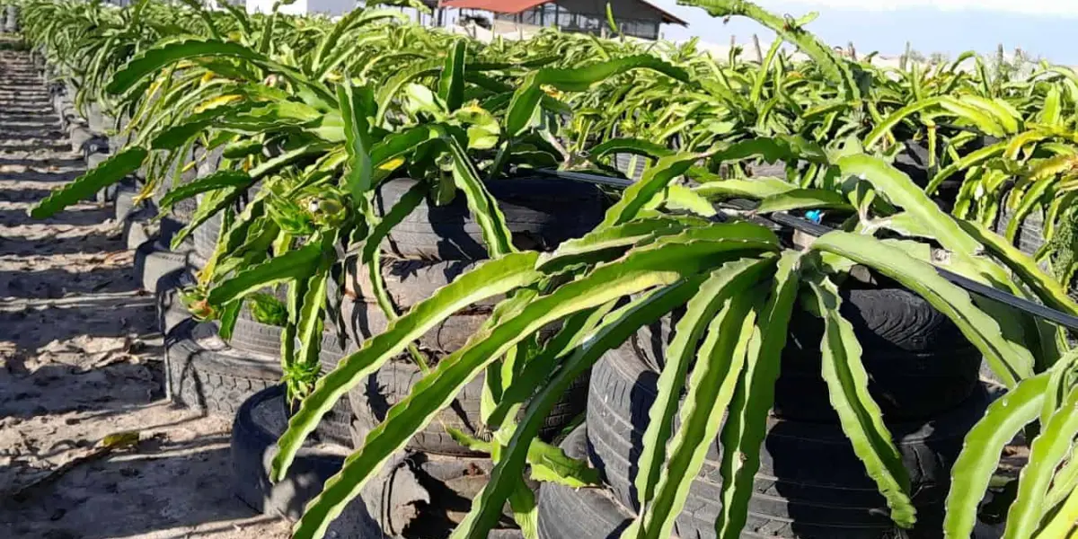 Un agrónomo genera nuevo sistema de tutorado con llantas viejas y cultivo a orilla de mar