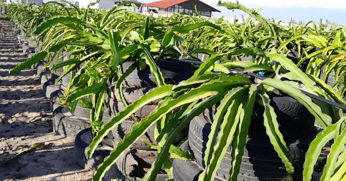 Cultivan fruta dragón a orilla del mar, Zadath Osuna desafía los terrenos salinos