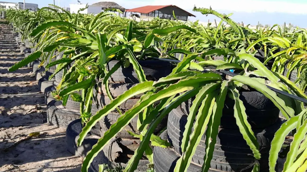 Un agrónomo genera nuevo sistema de tutorado con llantas viejas y cultivo a orilla de mar
