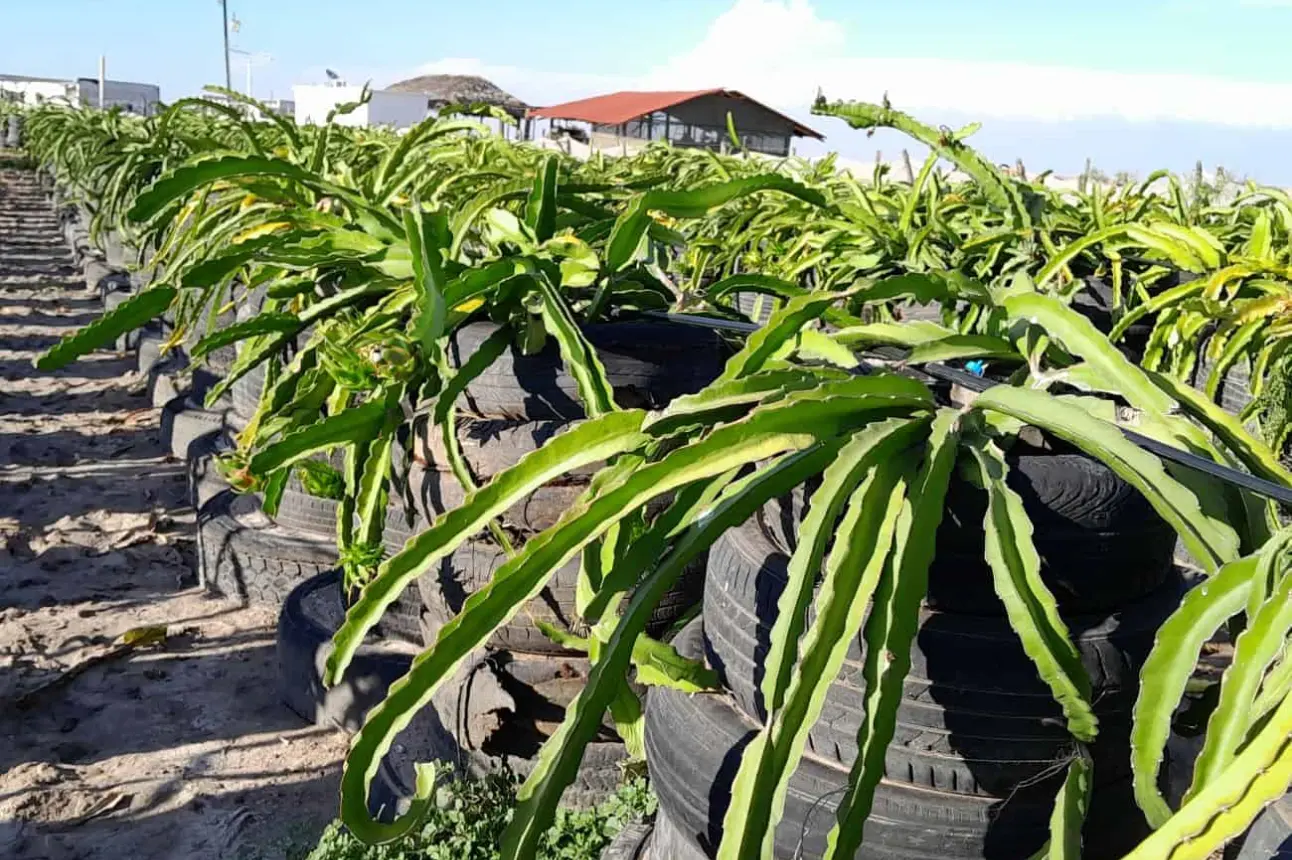 Un agrónomo genera nuevo sistema de tutorado con llantas viejas y cultivo a orilla de mar