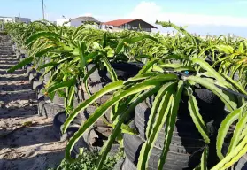 Cultivan fruta dragón a orilla del mar, Zadath Osuna desafía los terrenos salinos