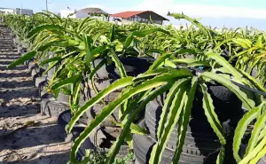 Cultivan fruta dragón a orilla del mar, Zadath Osuna desafía los terrenos salinos