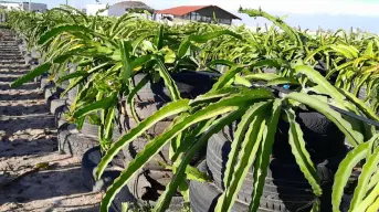 Cultivan fruta dragón a orilla del mar, Zadath Osuna desafía los terrenos salinos