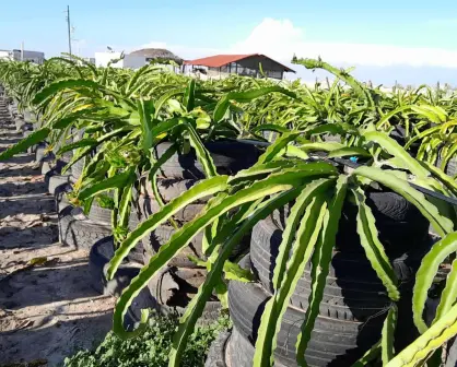 Cultivan fruta dragón a orilla del mar, Zadath Osuna desafía los terrenos salinos