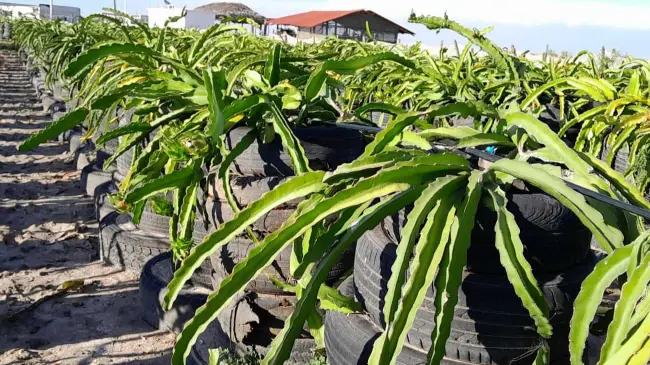 Un agrónomo genera nuevo sistema de tutorado con llantas viejas y cultivo a orilla de mar