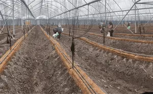 Así usan los sustratos agrícolas los exportadores de hortalizas de Sinaloa para aumentar la producción