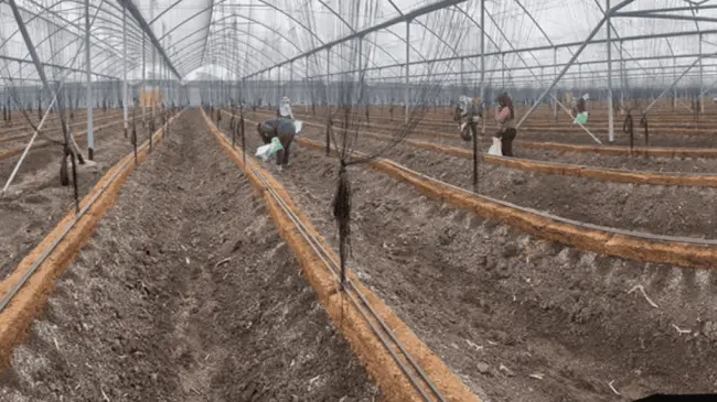 Tendido de sustrato vegetal antes del planteo de hortalizas en Sinaloa