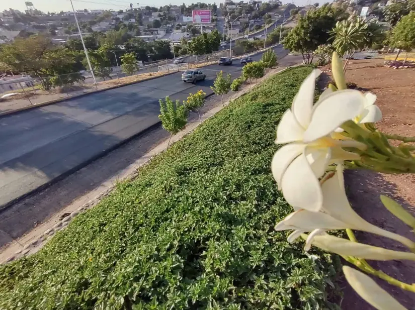 Un jardín de esperanza sobre la avenida Obregón