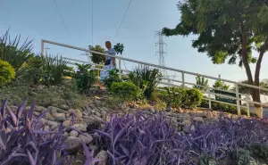 Un jardín de esperanza florece en la avenida Álvaro Obregón al sur de Culiacán