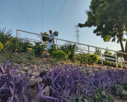 Un jardín de esperanza florece en la avenida Álvaro Obregón al sur de Culiacán