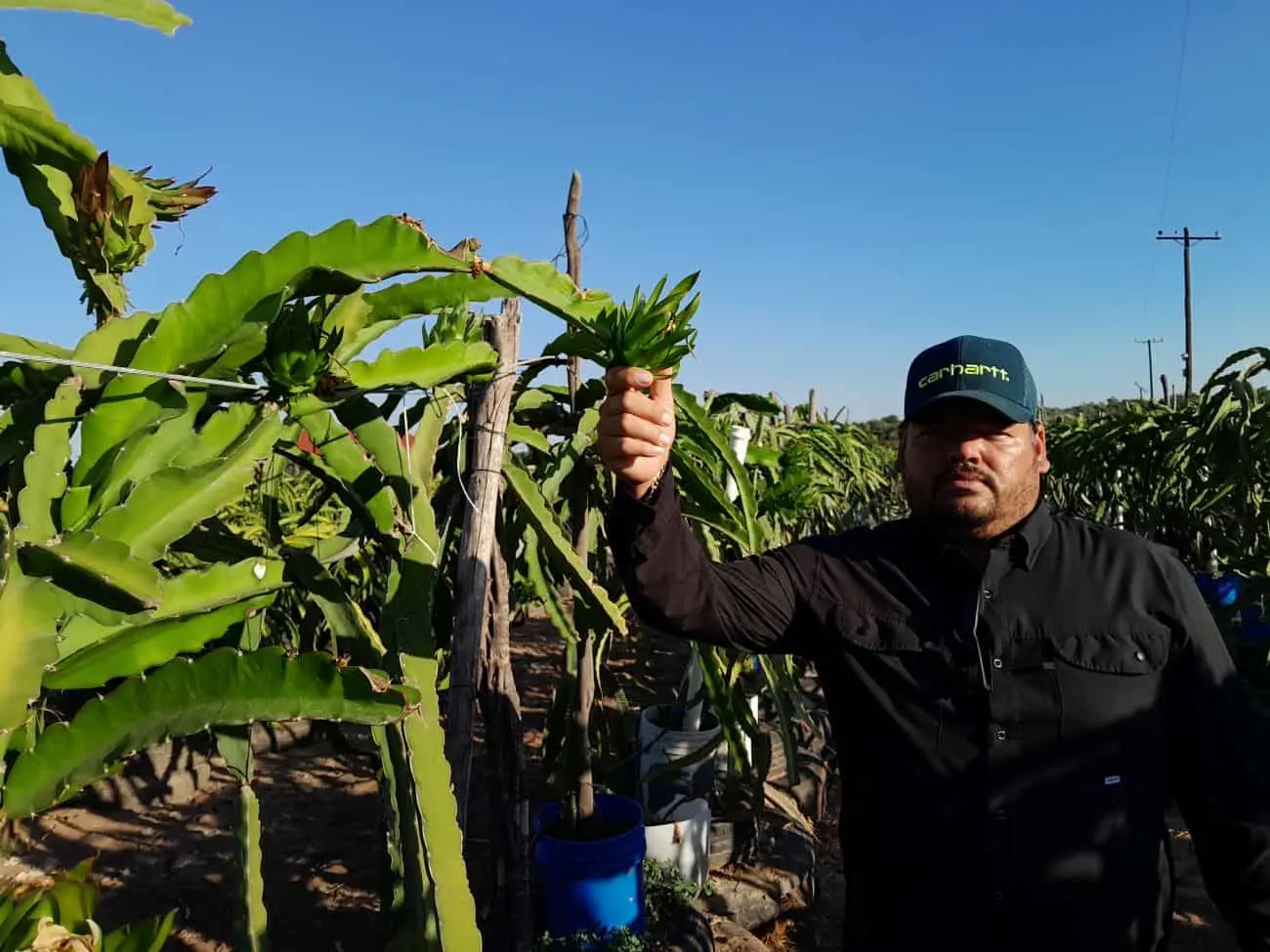 Cultivo de fruta dragón