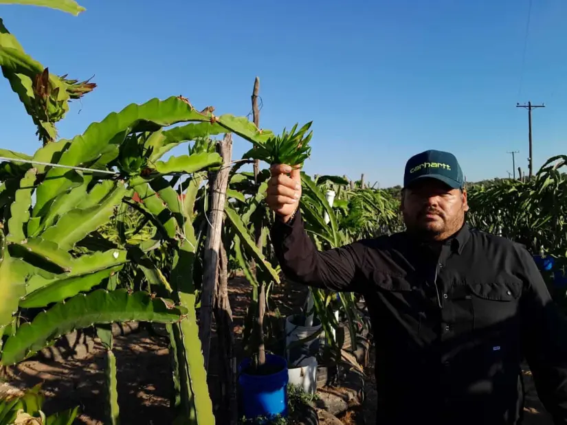 Cultivo de fruta dragón