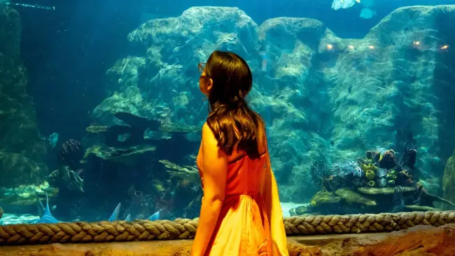 Acuario Sealand; una aventura submarina ubicada en San Pedro.