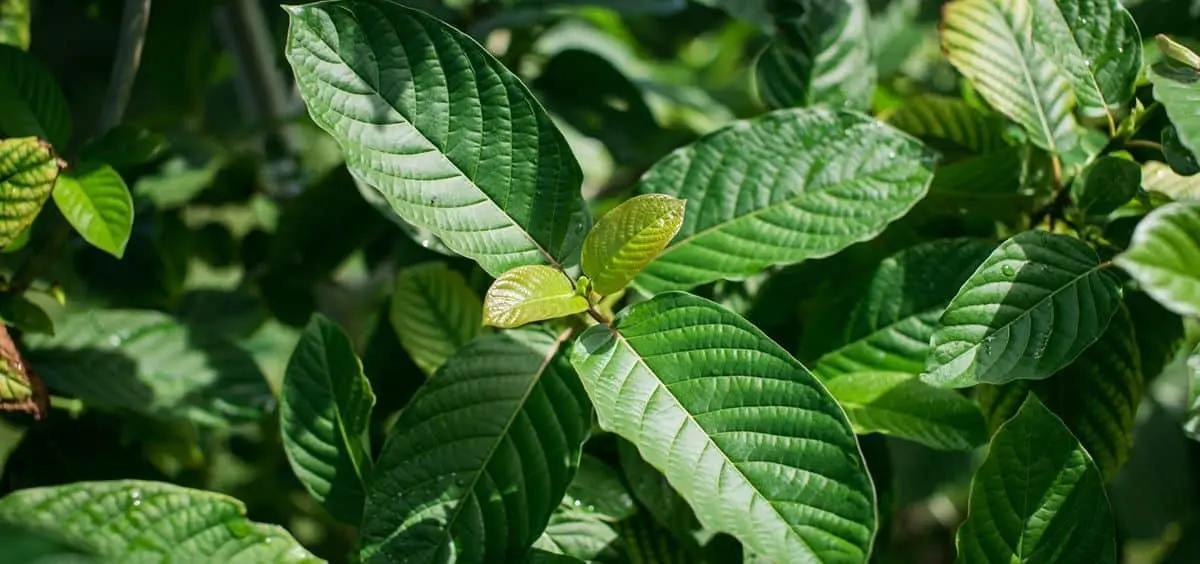 Al Kratom le llaman la heroína de las gasolineras por su fácil acceso
