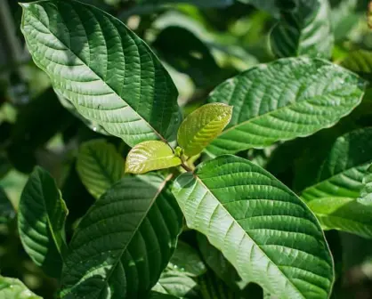¿Qué es el Kratom? La nueva droga herbal que se vende legalmente
