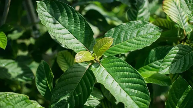 Al Kratom le llaman la heroína de las gasolineras por su fácil acceso