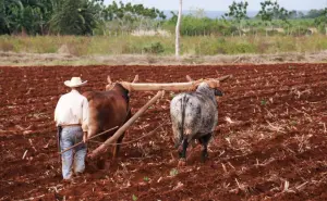 100 pasos para la transformación: Los jornaleros