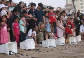 Liberan en Mazatlán, Sinaloa 217 crías de tortuga golfina