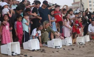 Liberan en Mazatlán, Sinaloa 217 crías de tortuga golfina