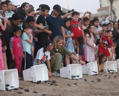 Liberan en Mazatlán, Sinaloa 217 crías de tortuga golfina