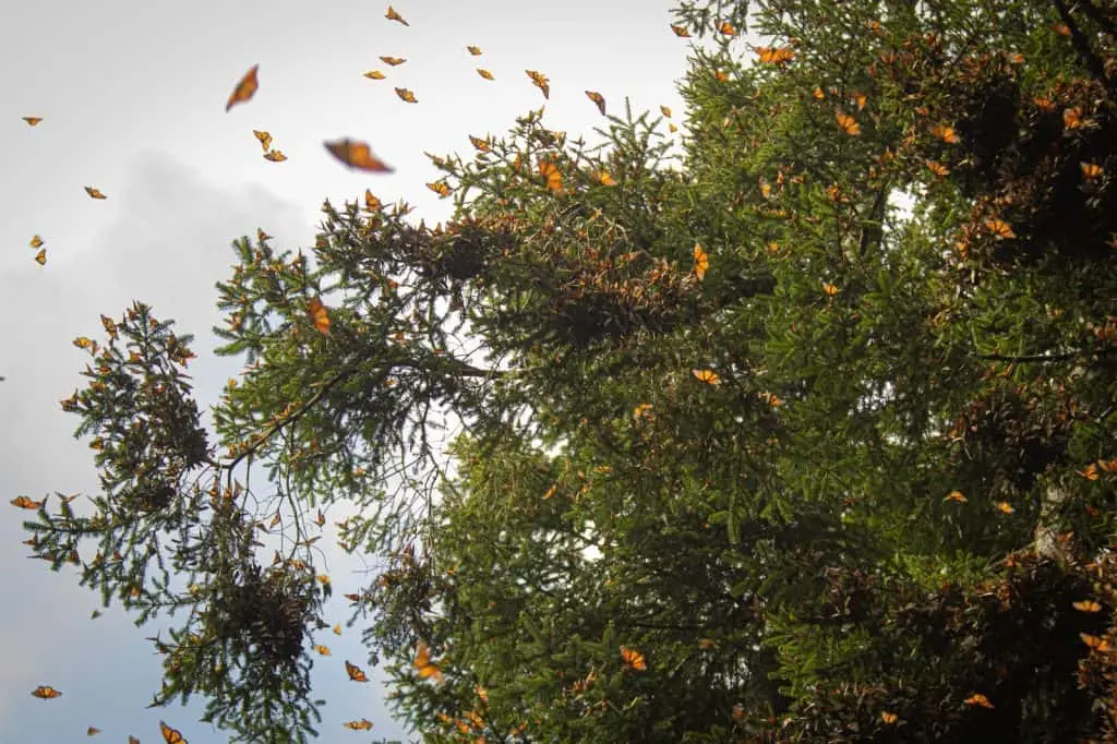 Ya abrieron los Santuarios de la Mariposa Monarca en Mechoacán y Estado de México.