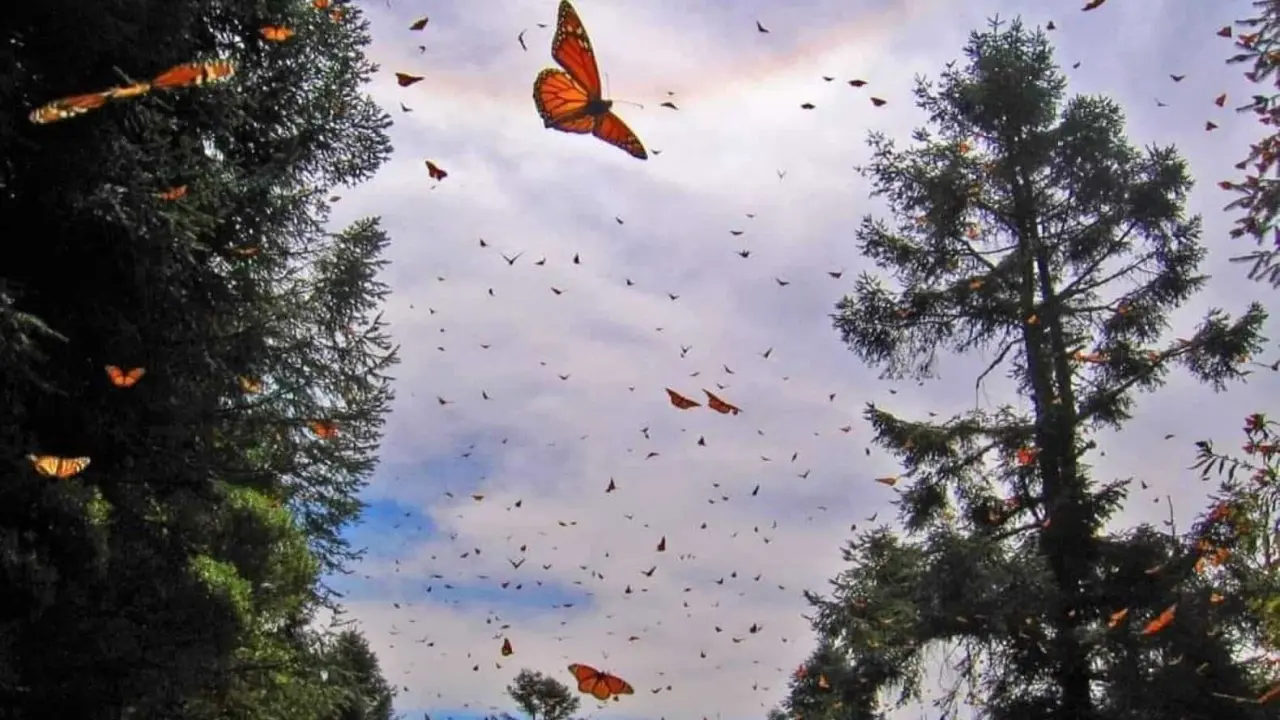 Llega la Mariposa Monarca a México para hibernar. Foto: Cortesía