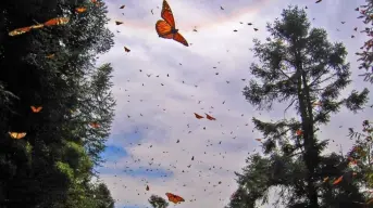 Abren santuarios de la Mariposa Monarca en Estado de México y Michoacán; Horarios