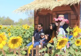 Girasoles Mocorito 2025: apunta la fecha para que te des un tour y te llenes de buenas vibras con las flores amarillas 