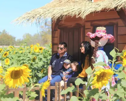 Girasoles Mocorito 2025: apunta la fecha para que te des un tour y te llenes de buenas vibras con las flores amarillas 