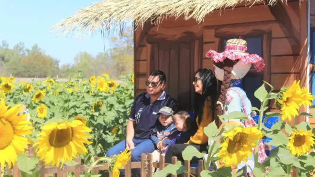 Girasoles Mocorito 2025.