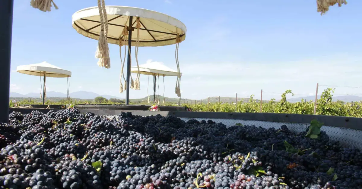 Viñedos La Redonda: Un oasis vinícola en Querétaro