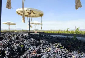 Viñedos La Redonda: Un oasis vinícola en Querétaro