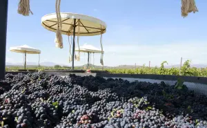 Viñedos La Redonda: Un oasis vinícola en Querétaro