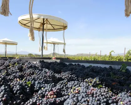 Viñedos La Redonda: Un oasis vinícola en Querétaro