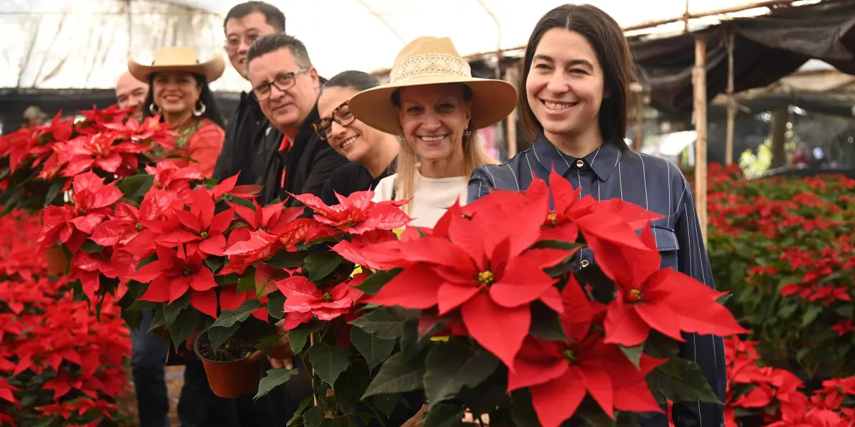 Flor de Nochebuena.