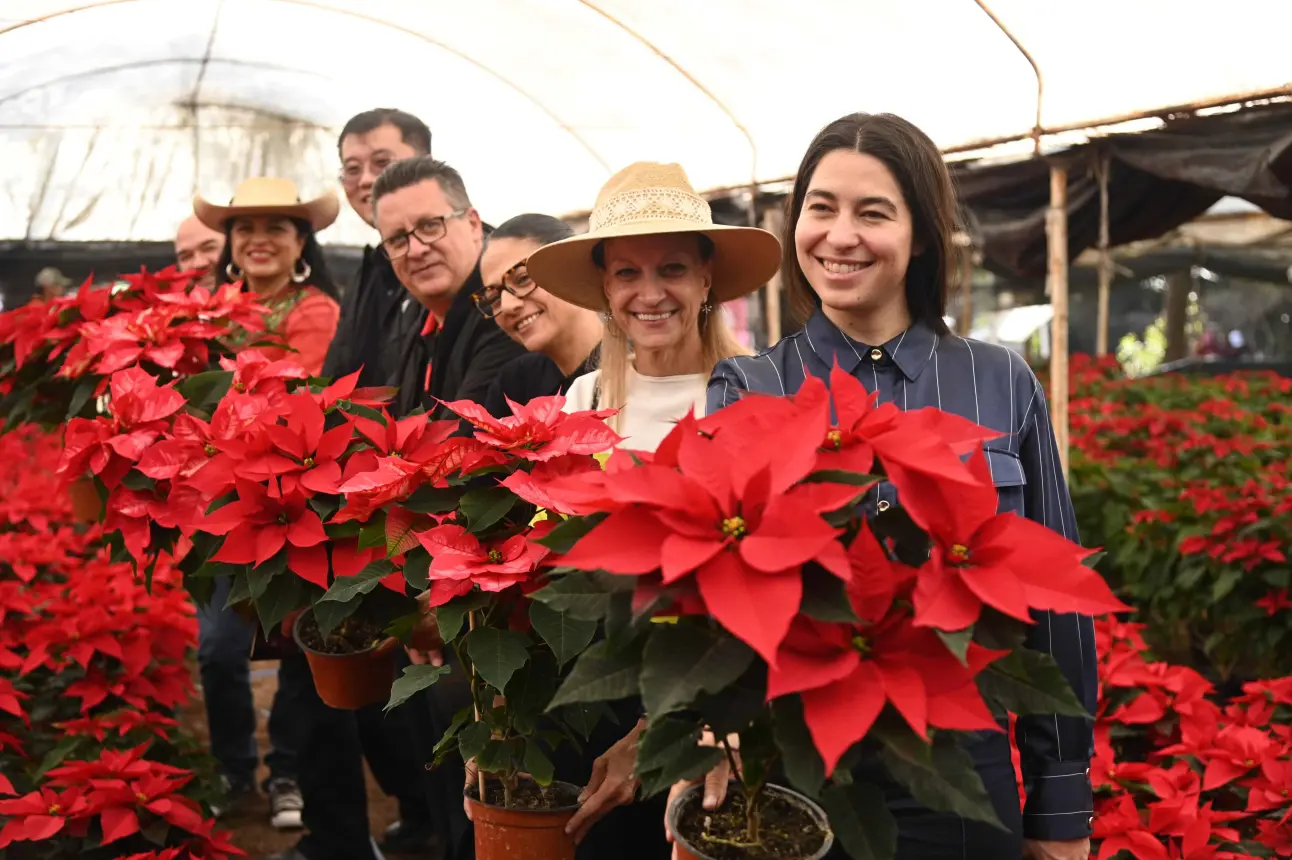 Flor de Nochebuena.