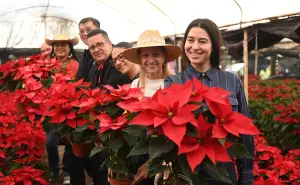 Dónde comprar flores de nochebuena en la CDMX