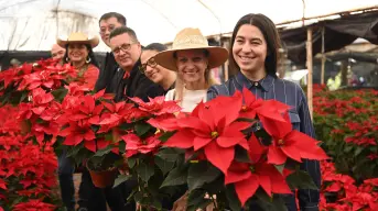 Dónde comprar flores de nochebuena en la CDMX