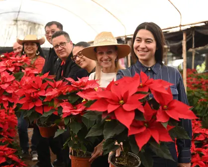 Dónde comprar flores de nochebuena en la CDMX