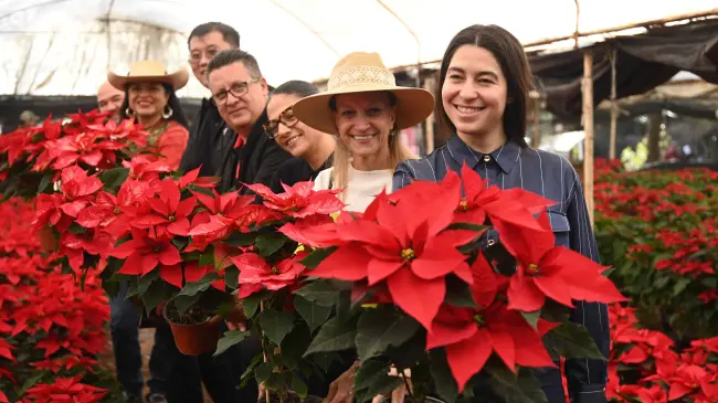 Flor de Nochebuena.
