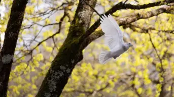 Solo con paz el progreso es posible 