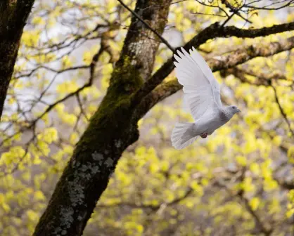 Solo con paz el progreso es posible 