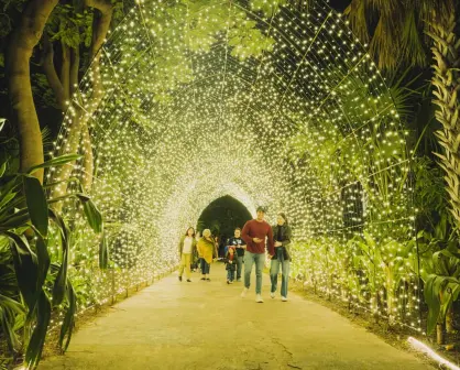 Navidad en el Botánico 2024; cuando inicia el espectáculo de luz más esperado en Culiacán