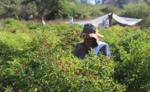 Así se pizca el chiltepín, el oro rojo de Sinaloa