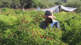 Así se pizca el chiltepín, el oro rojo de Sinaloa