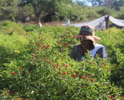 Así se pizca el chiltepín, el oro rojo de Sinaloa