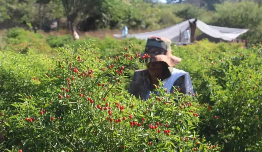 El chiltepín es ingrediente clave en muchos platillos emblemáticos de la gastronomía sinaloense. Foto: Tus Buenas Noticias